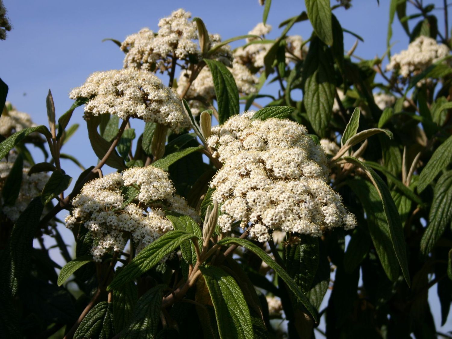 KALINA SZTYWNOLISTNA