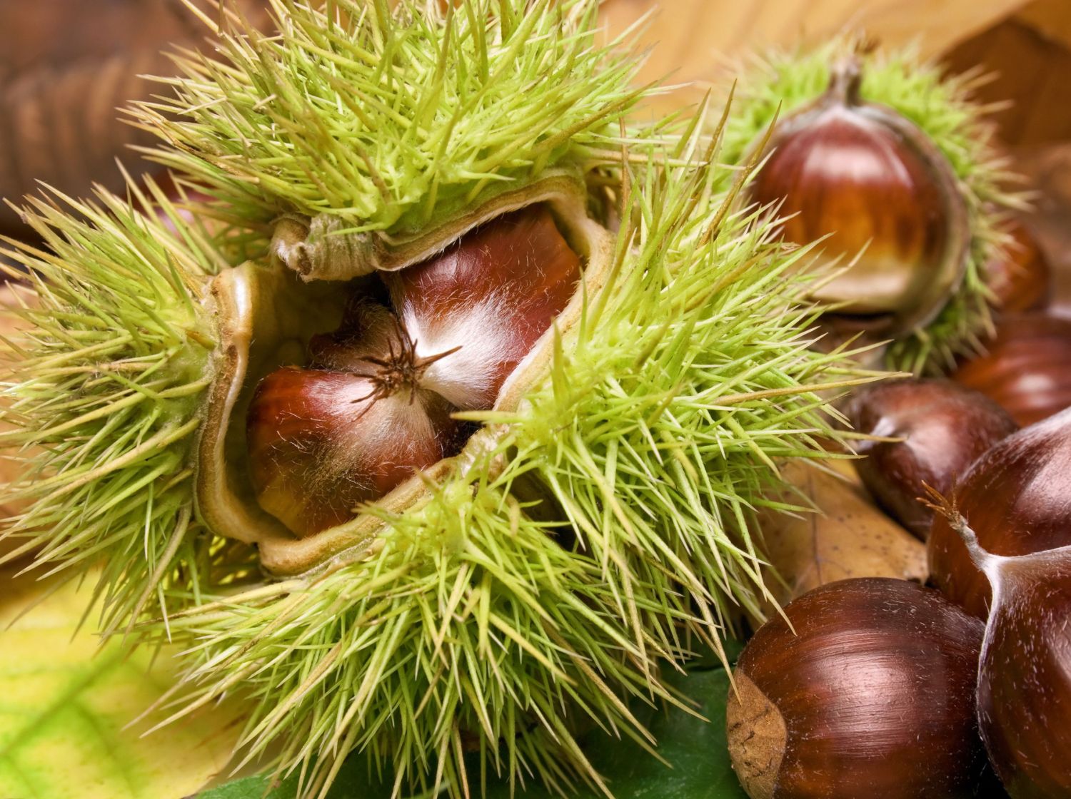 Kasztan jadalny Castanea Sativa