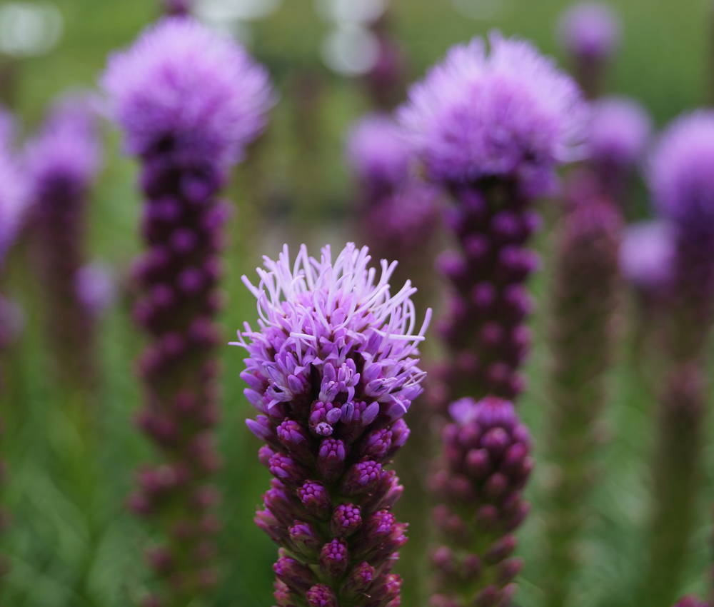 Liatra kłosowa KOBOLD