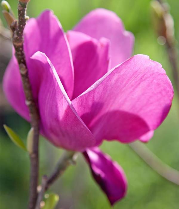 Magnolia CLEOPATRA