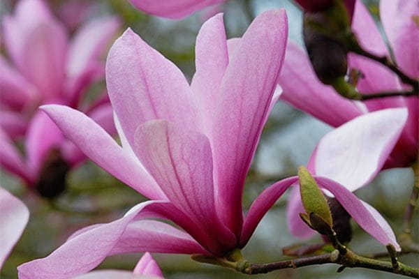 Magnolia GALAXY