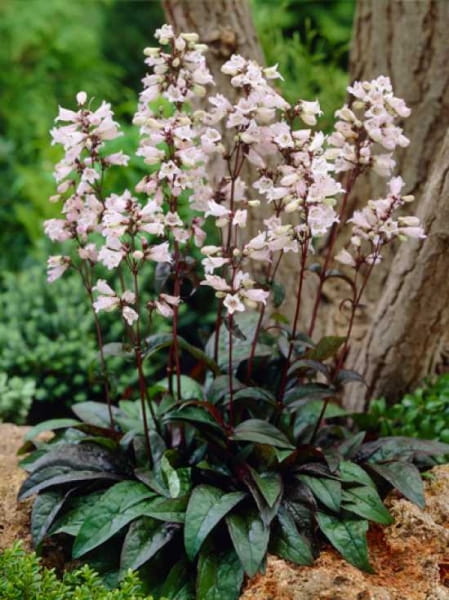PANSTEMON PALCZASTY HUSKER RED