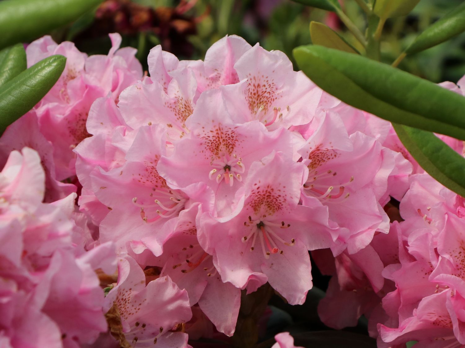 Rhododendron różanecznik HELSINKI UNIVERSITY