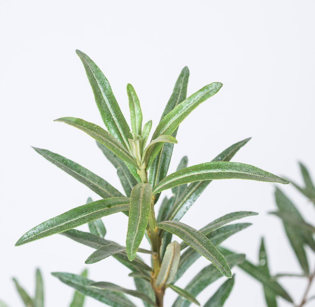 Rokitnik pospolity POLLMIX