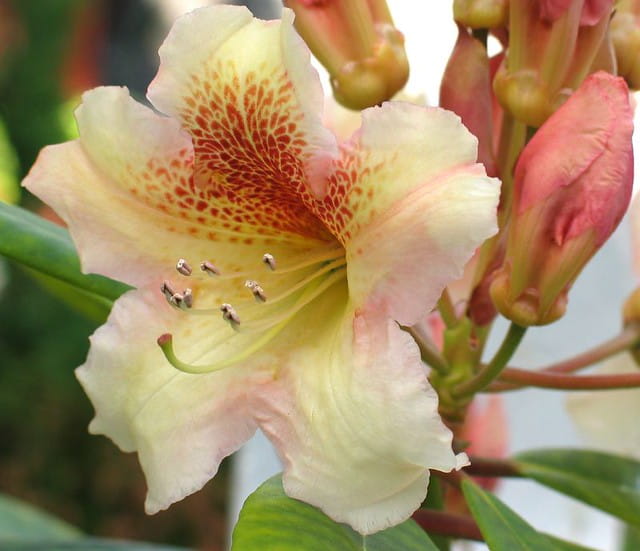 Różanecznik Rhododendron BERNSTEIN