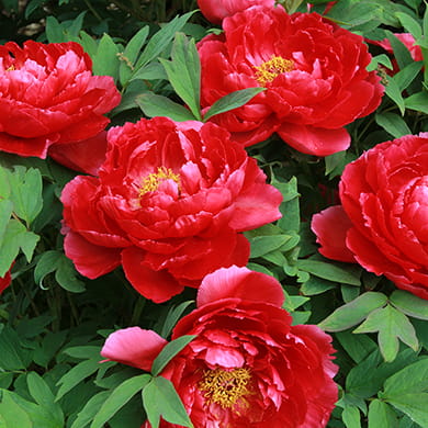 Piwonia Drzewiasta Japońska Czerwona