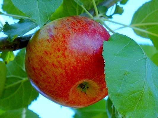 Jabłoń RED BOSKOOP