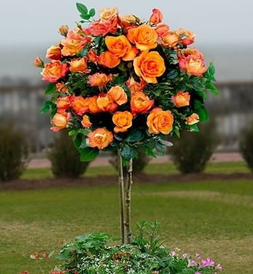 Róża na pniu RUMBA - pomarańczowo-żółta