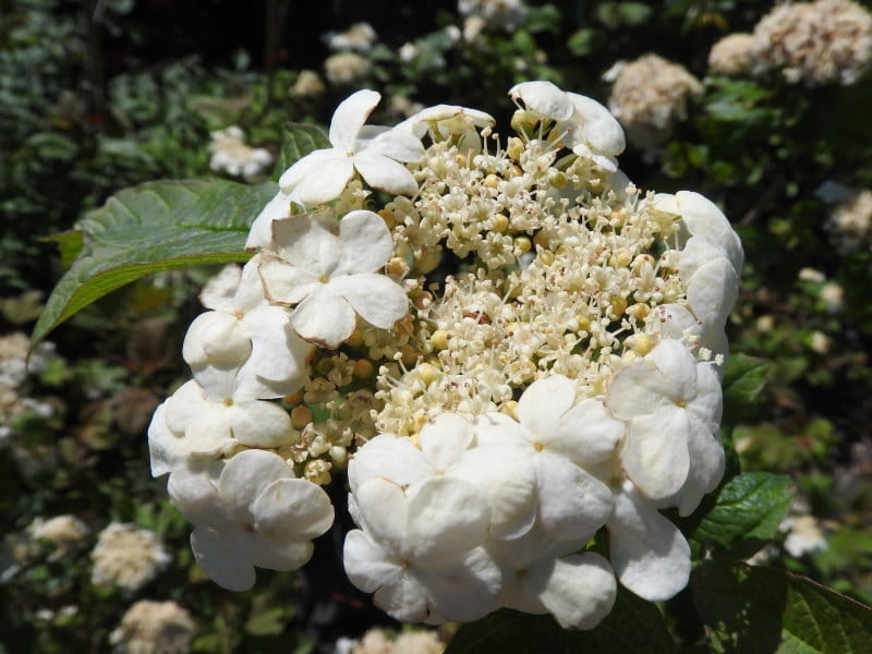Kalina koralowa 'Compactum'