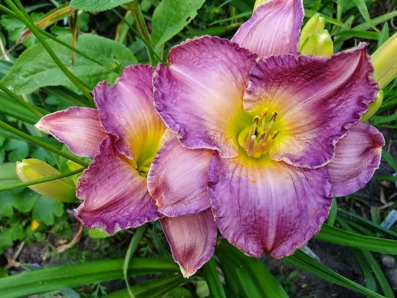 Liliowiec MAROCCO RED