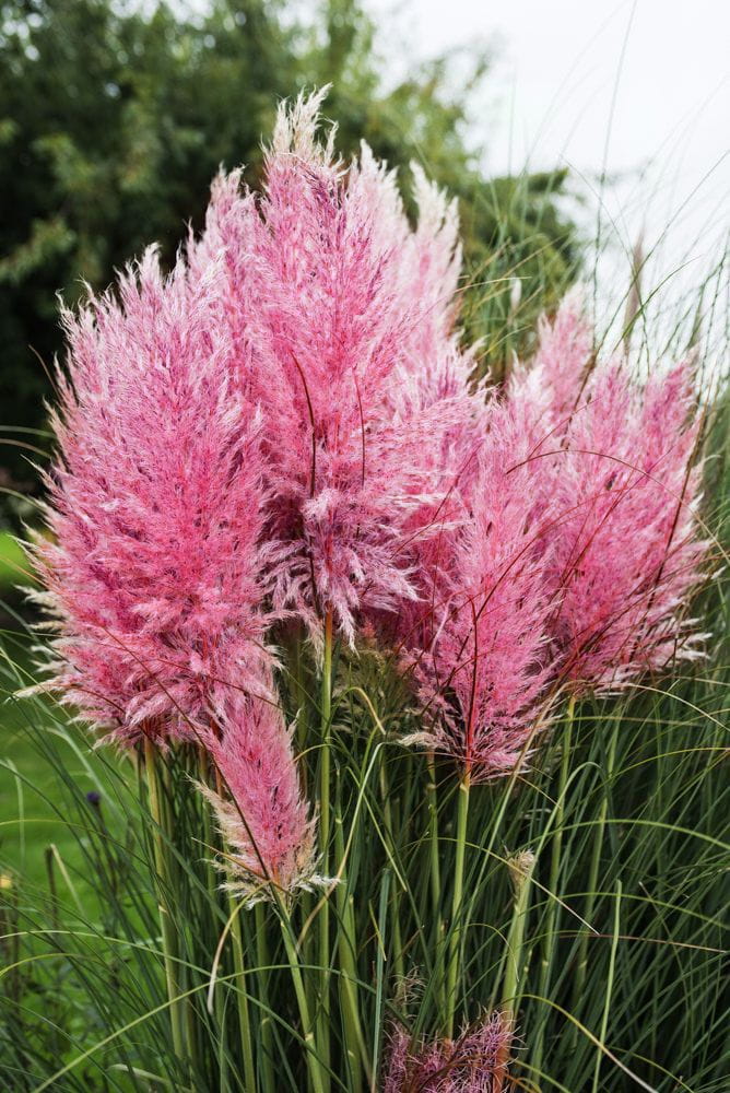 Trawa pampasowa 'Rosea'