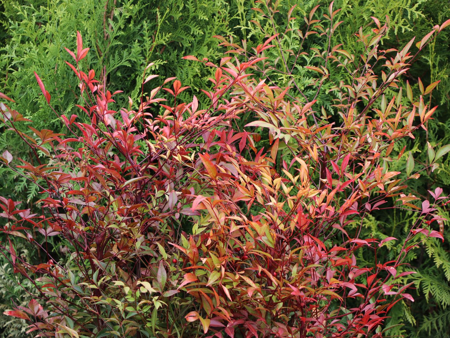 Nandina Domowa