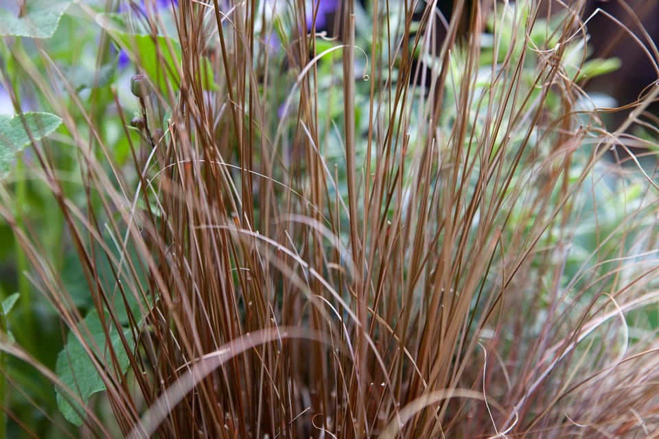 Turzyca włosowa 'Bronze Perfection'