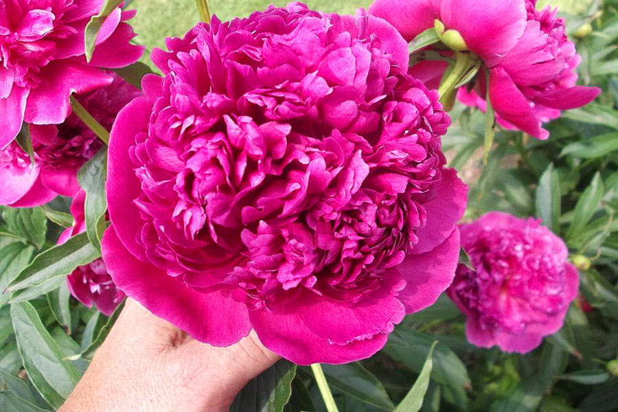 Piwonia Augustin d'Hour