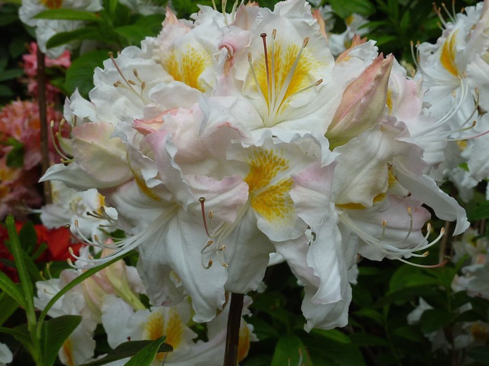 Azalia wielkokwiatowa 'Schneegold'