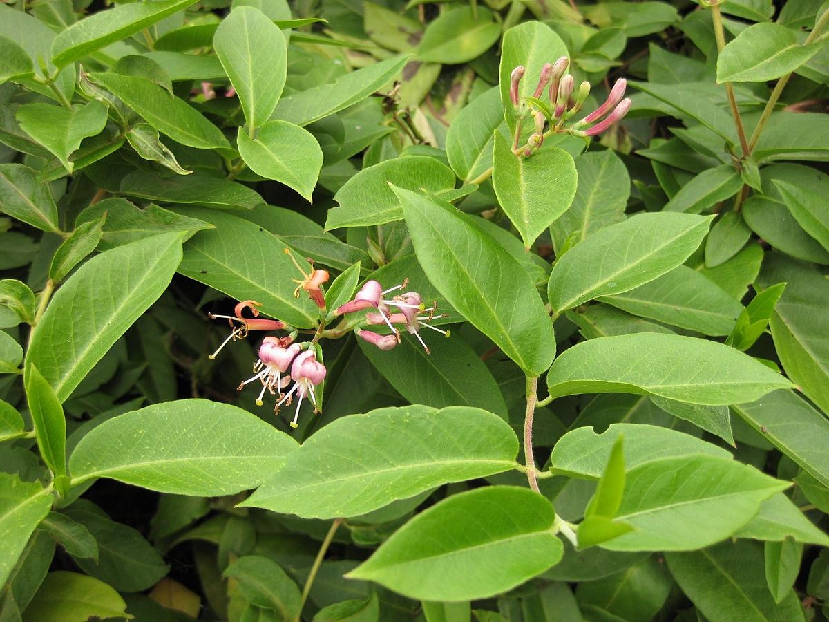 Wiciokrzew ZAOSTRZONY