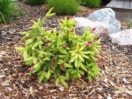 Świerk Pospolity PUSCH