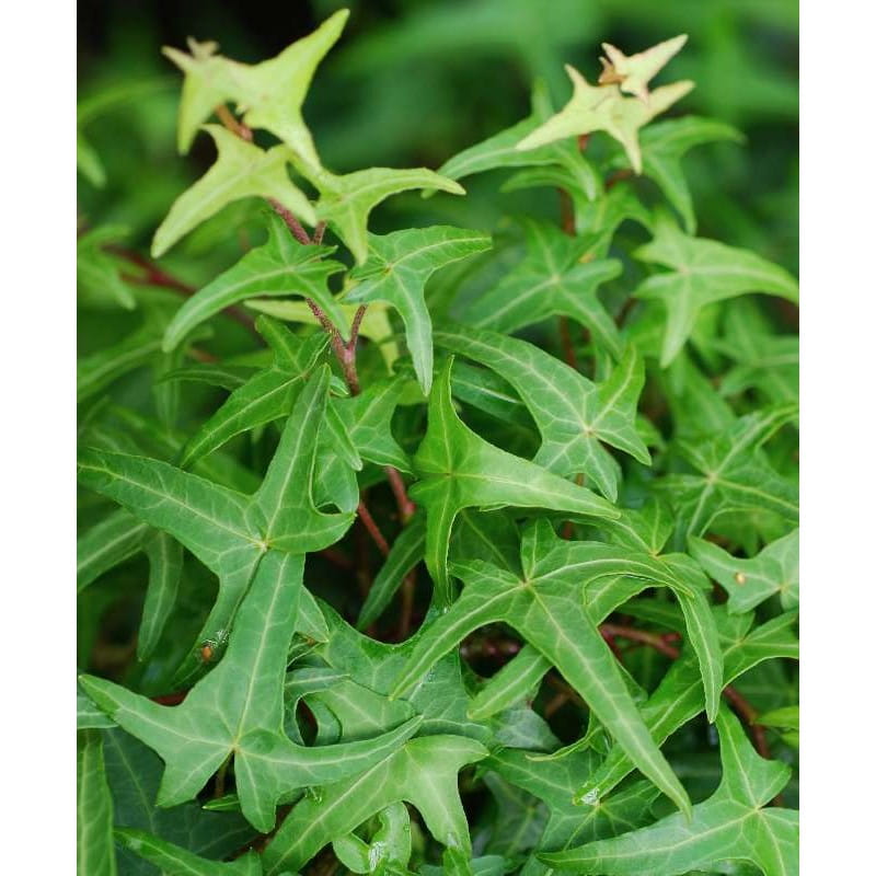 Bluszcz Pospolity 'Sagittifolia'