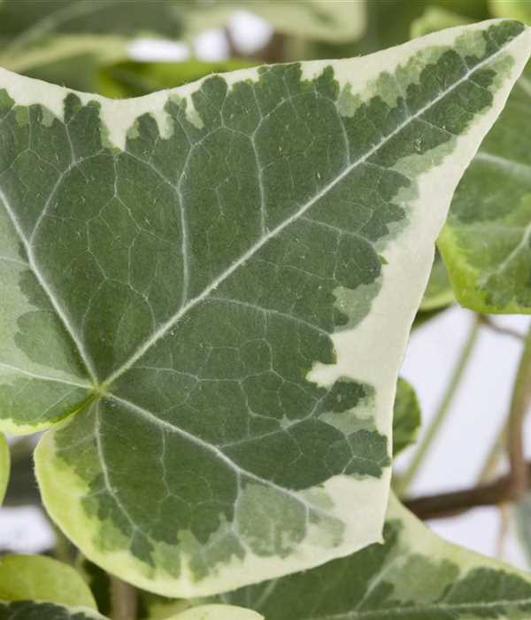 Bluszcz 'White Diamond'