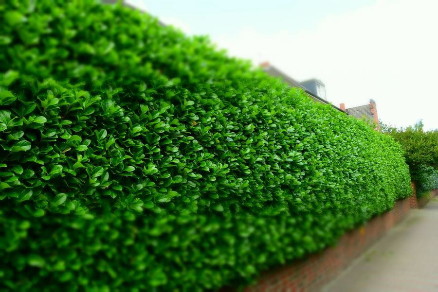 Laurowiśnia Wschodnia 'Rotundifolia'