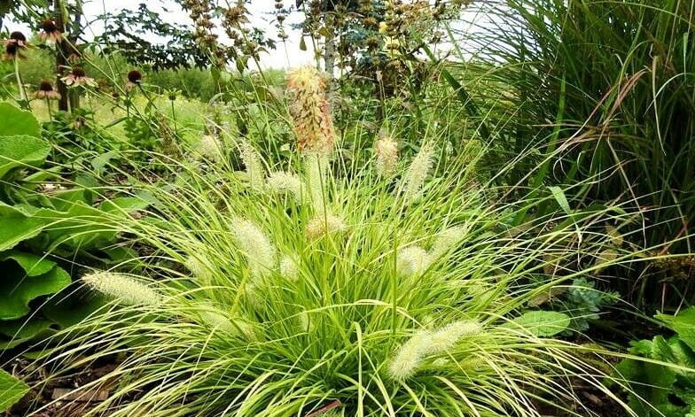 Rozplenica japońska 'Hameln Gold'
