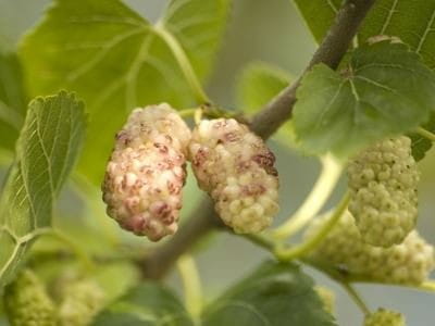 Morwa Biała PENDULA