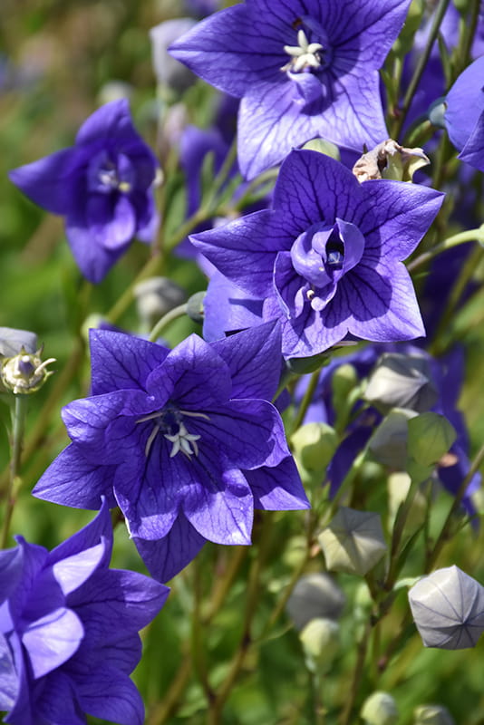 Rozwar wielkokwiatowy ASTRA BLUE