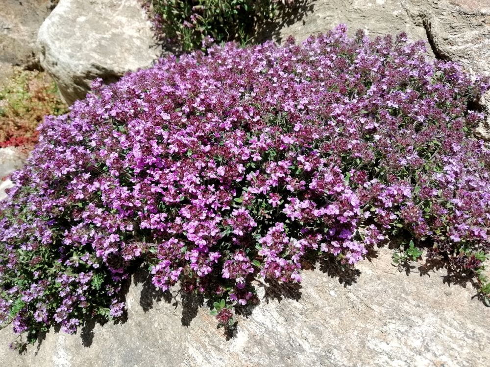 Macierzanka piaskowa COCCINEUS