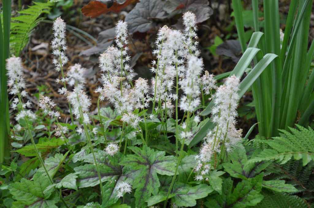 Tiarella ROT BUTERFLY