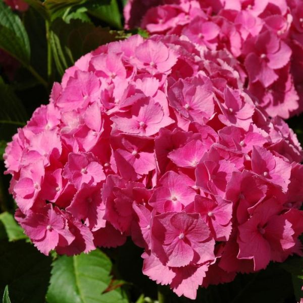 Hortensja Ogrodowa JIP PINK