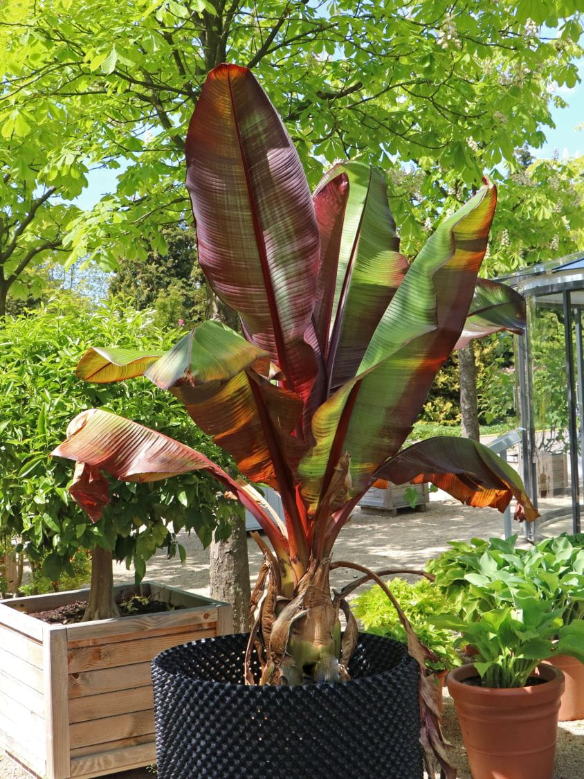 Bananowiec MUSA MAURELLI