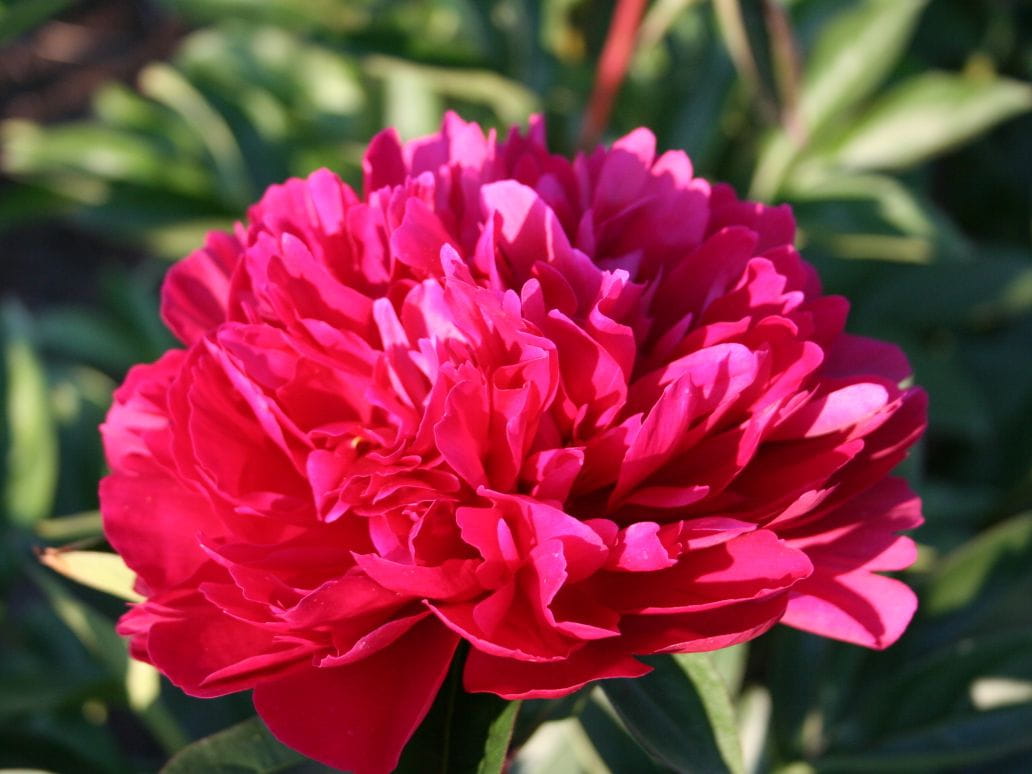Piwonia Red Magic
