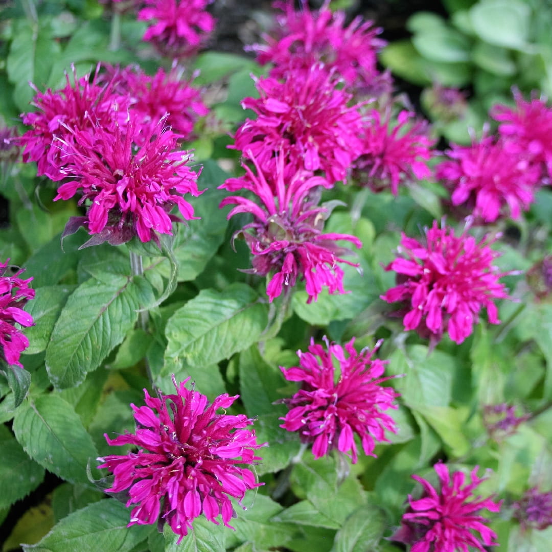 Monarda BALMY PURPLE - Pysznogłowka