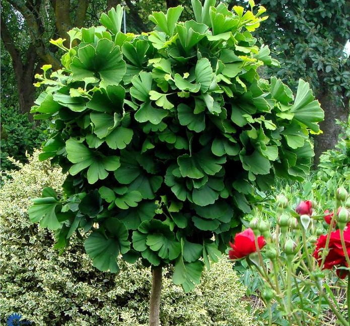 Miłorząb japoński MARIKEN - szczepiony 160 cm