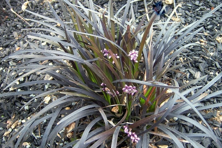Trawa ozdobna KONWALNIK NIGRESCENS