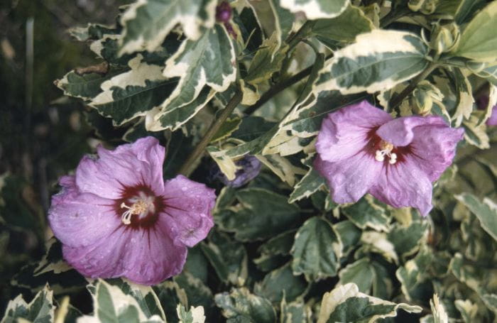 Hibiskus Variegata szczepiony
