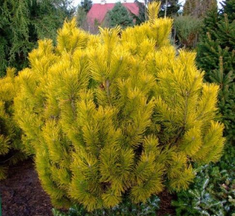 Sosna kosodrzewina CARSTEN na pniu