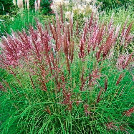 Miskant chiński RED CHIEF