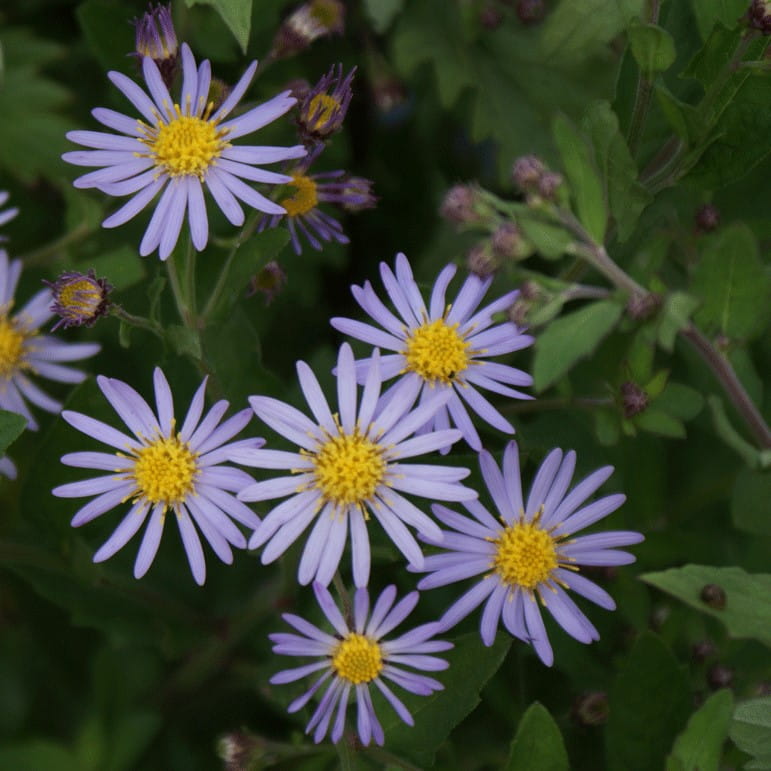 Aster żeniszkowaty ASRAN