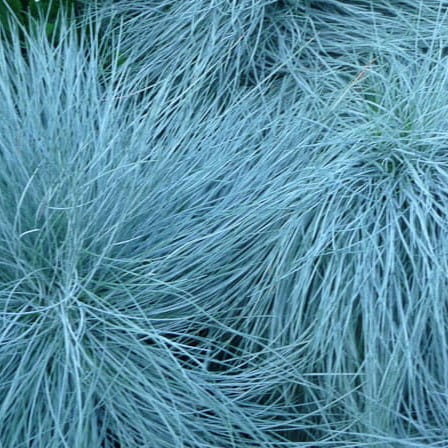 Trawa kostrzewa popielata INTENSE BLUE