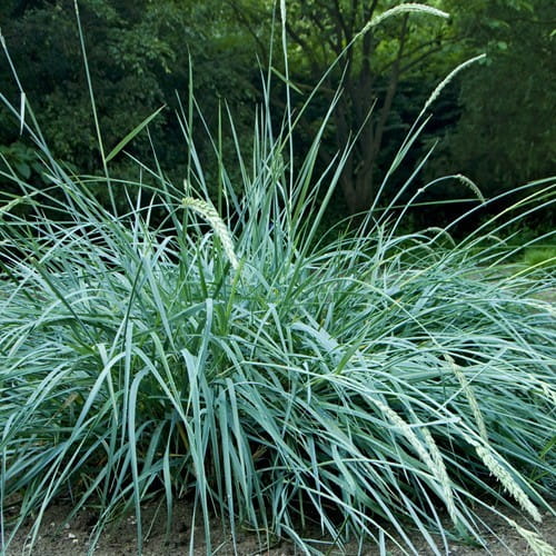 Trawa Wydmuchrzyca Piaskowa