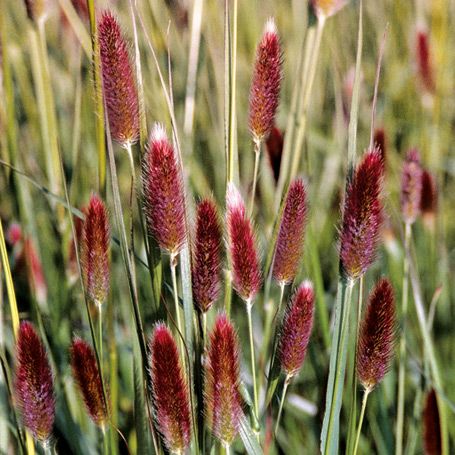 Rozplenica Japońska RED BUTTON