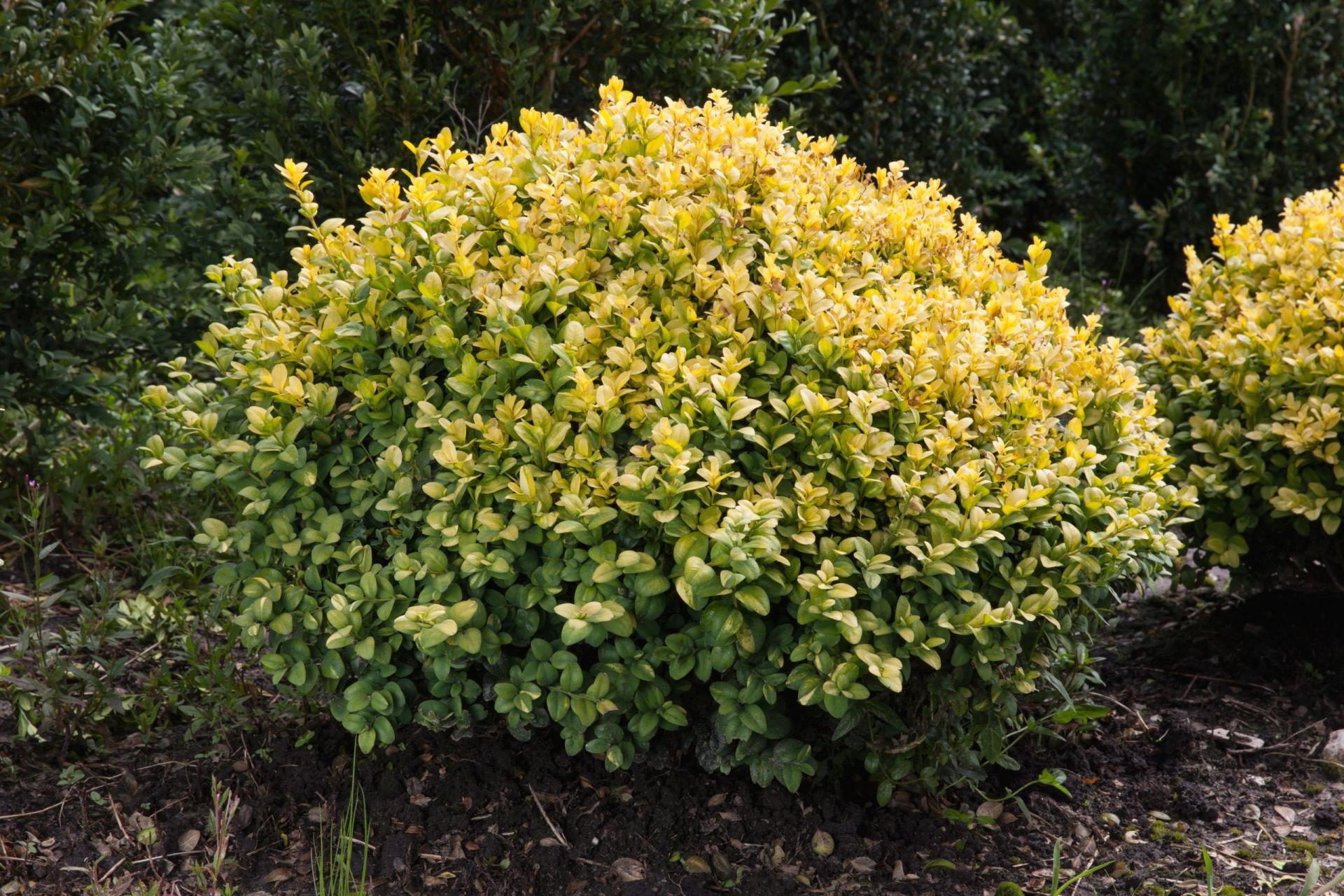 Bukszpan wieczniezielony 'Aureovariegata'