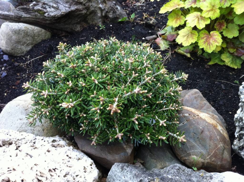 Jodła koreańska NADELKISSEN