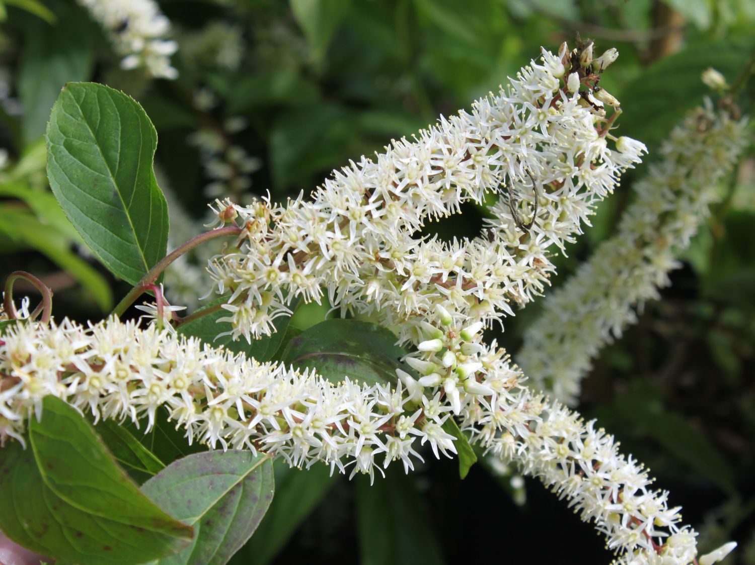 Itea wirginijska Henry's Garnet