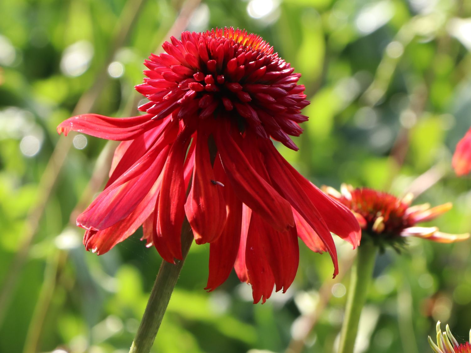 Jeżówka purpurowa Eccentric