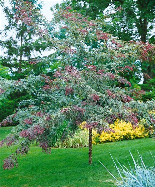 Glediczja trójcierniowa RUBYLACE