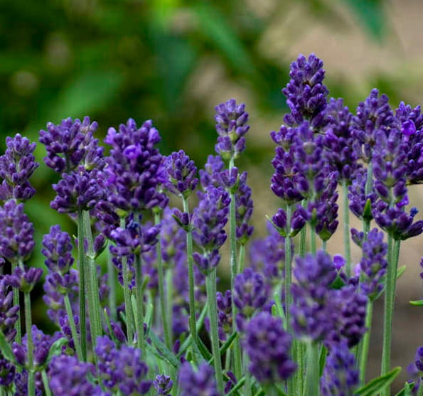 Lawenda VALENCE DARK VIOLET