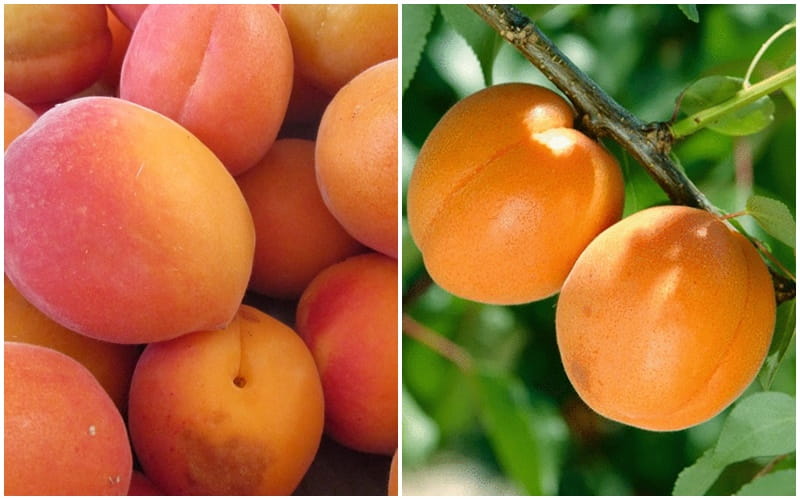 Morela Zaleszczycka i Early Orange na JEDNYM drzewie DUO