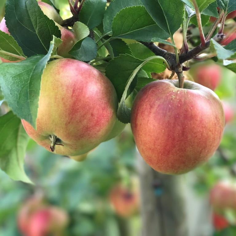 Jabłoń Rajka